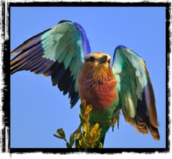 Bird Album
