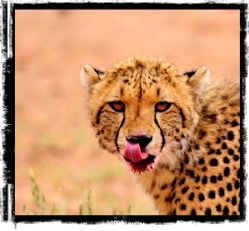 Cheetach Album