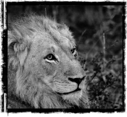 Lion Album
